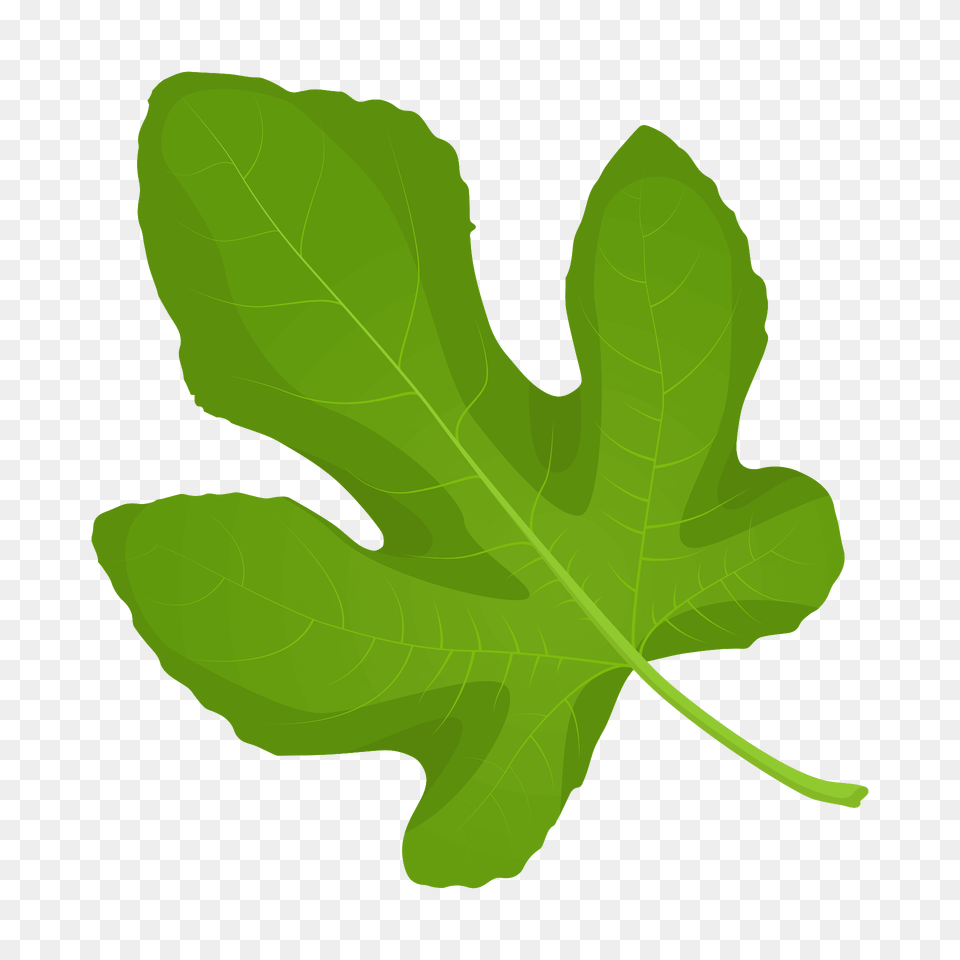 Common Fig Spring Leaf Clipart, Arugula, Produce, Plant, Leafy Green Vegetable Free Png Download