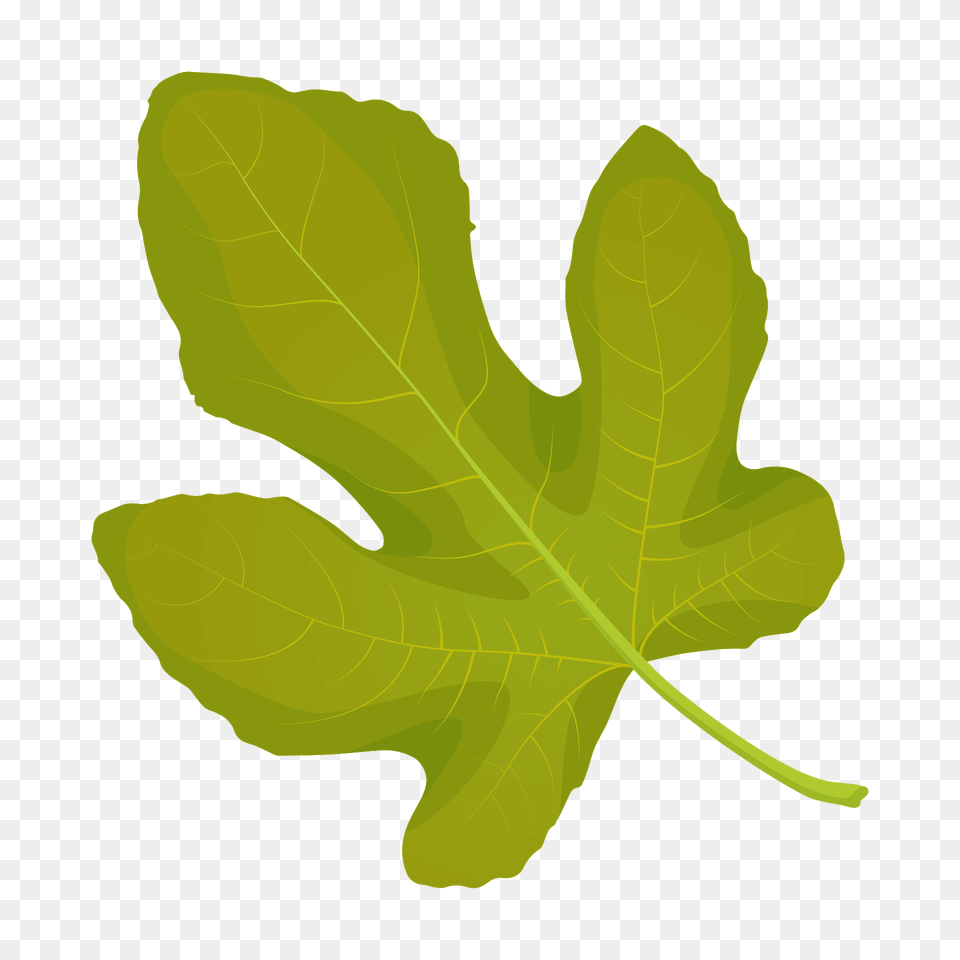Common Fig Summer Leaf Clipart, Plant, Tree, Bonfire, Fire Png