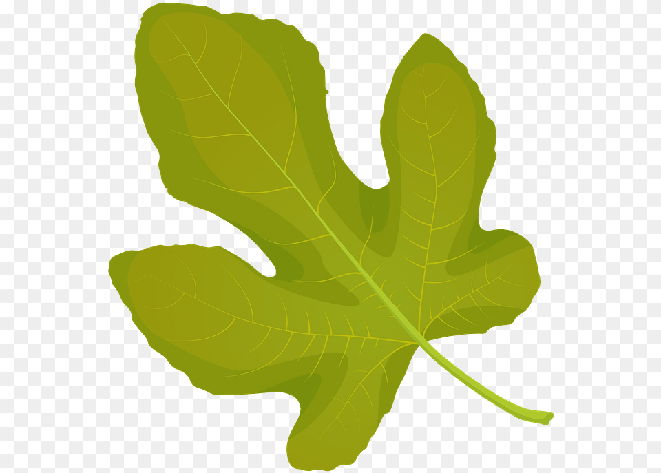 Common Fig Summer Leaf Clipart Maple Leaf, Plant, Person, Tree Free Transparent Png