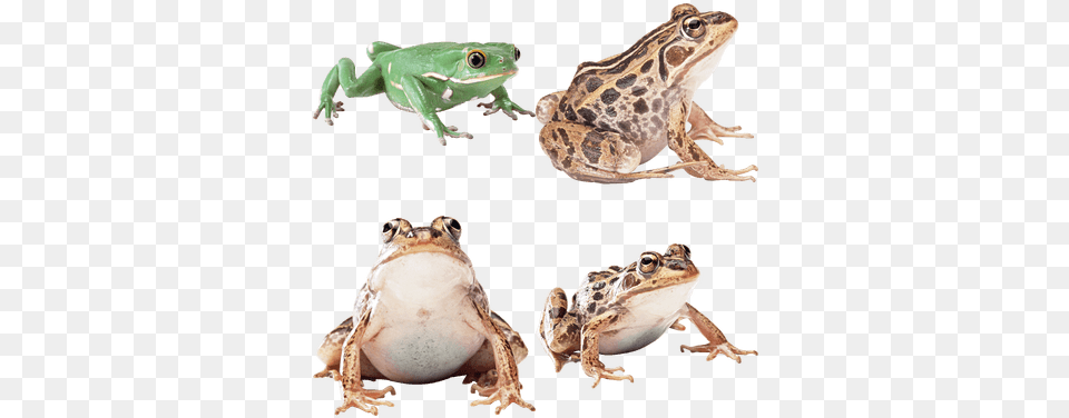 Common Frog, Amphibian, Animal, Wildlife, Lizard Free Png Download
