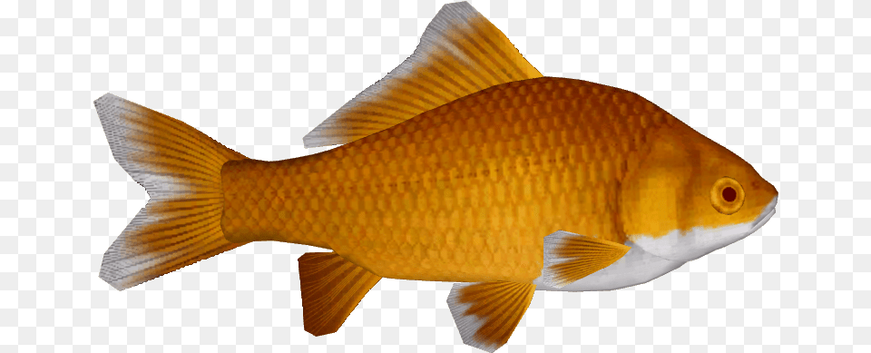 Common Goldfish 11 Goldfish, Animal, Fish, Sea Life Free Png