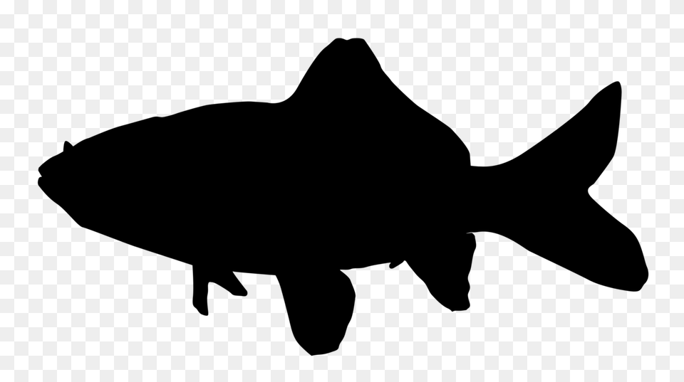 Common Goldfish Silhouette, Gray Png Image