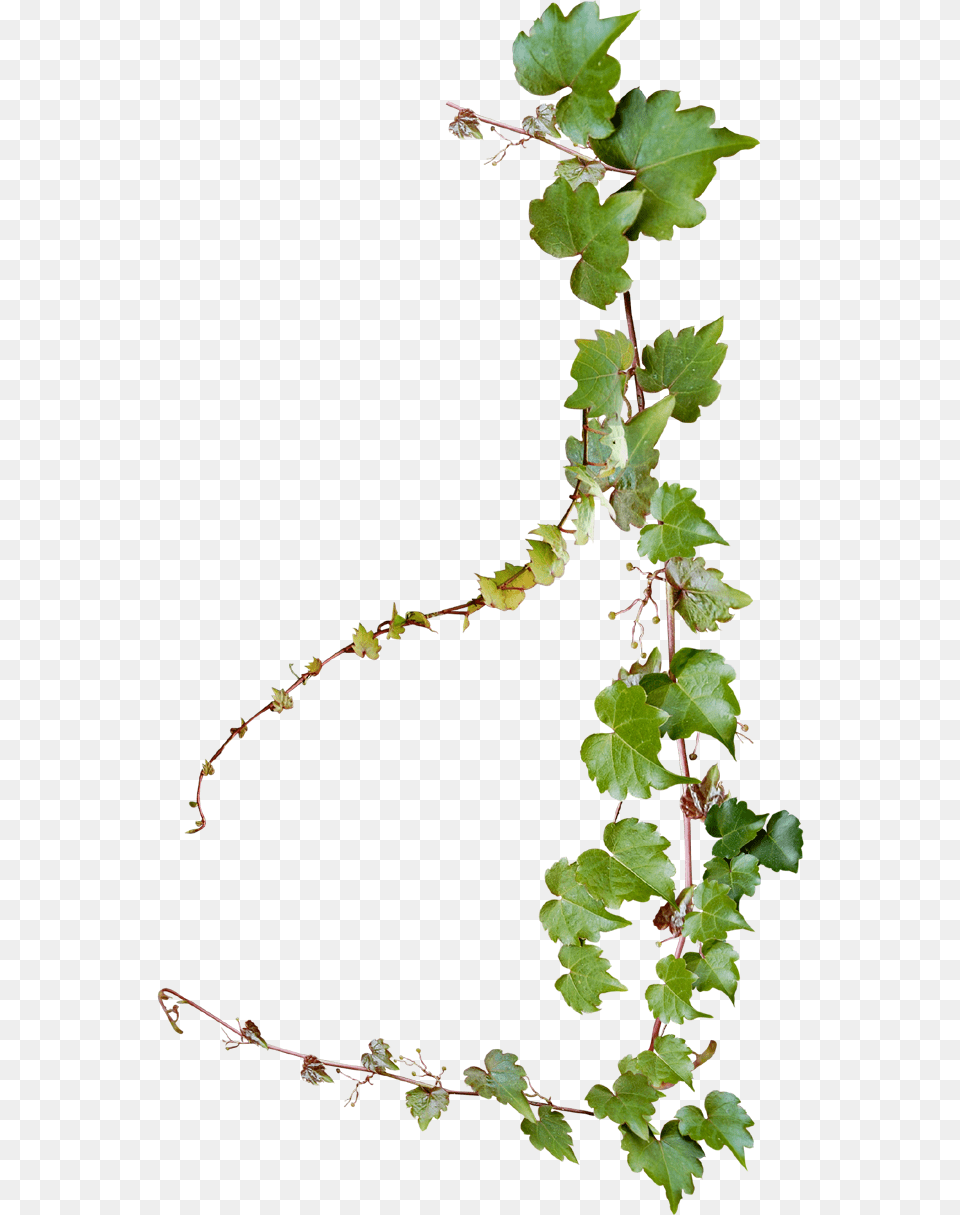 Common Grape Vine Photography Grape Vine, Plant, Ivy, Leaf Png