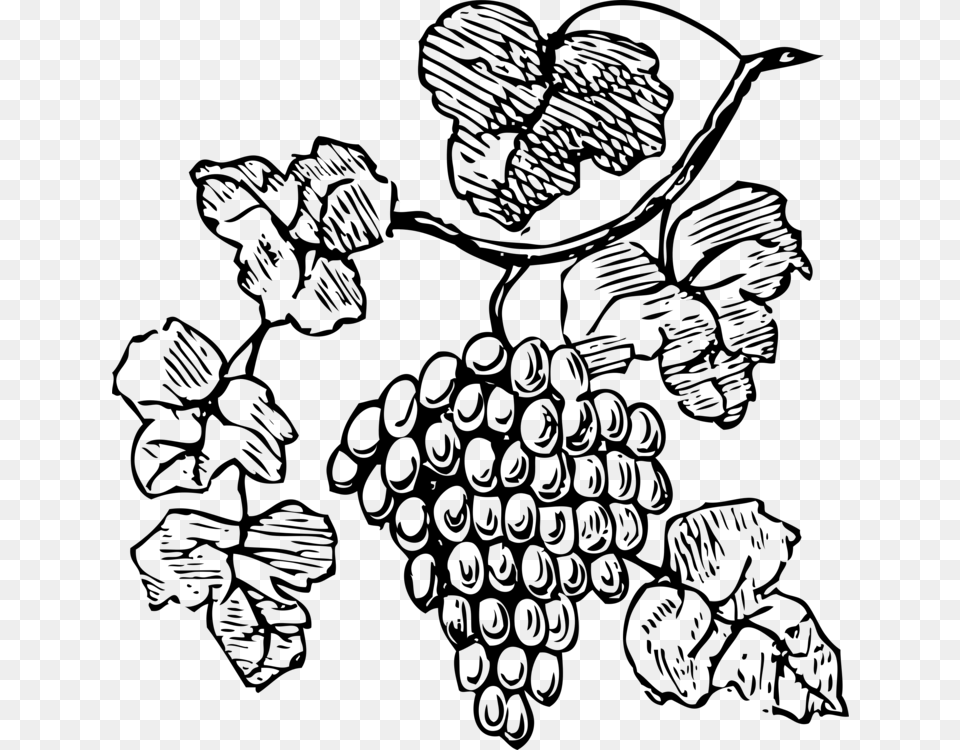 Common Grape Vine Red Wine Drawing, Gray Free Transparent Png