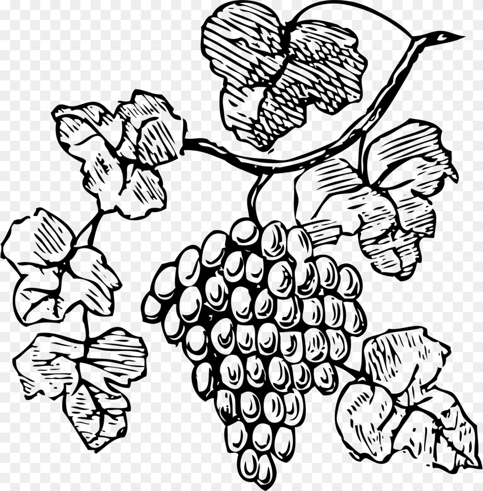 Common Grape Vine Red Wine Drawing Grapes Clipart, Gray Free Transparent Png