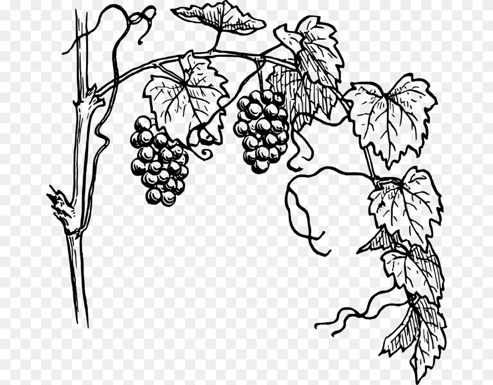 Common Grape Vine Wine Drawing, Gray Png Image