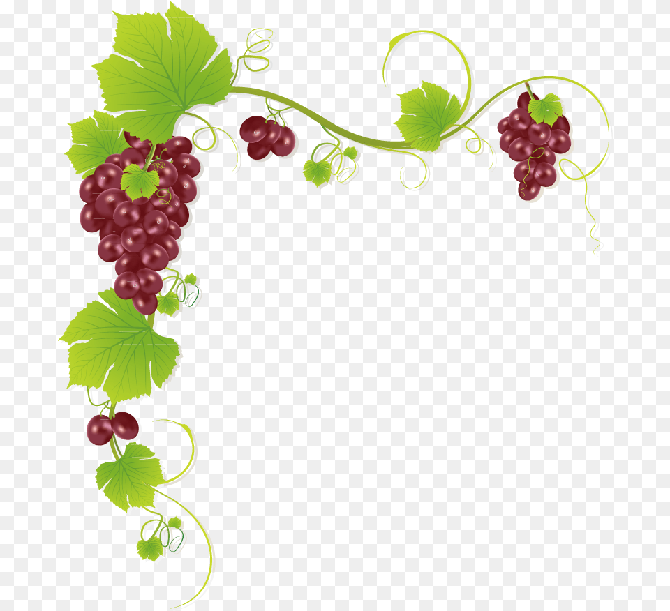 Common Grape Vine Wine Juice Muscadine Grape Grapes Design, Food, Fruit, Plant, Produce Free Transparent Png