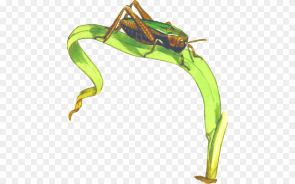 Common Green Grasshopper Svg Locust, Animal, Cricket Insect, Insect, Invertebrate Free Transparent Png