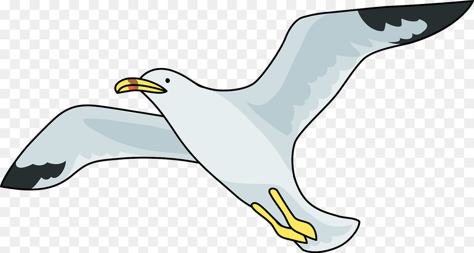 Common Gull Clipart, Animal, Beak, Bird, Seagull Free Png