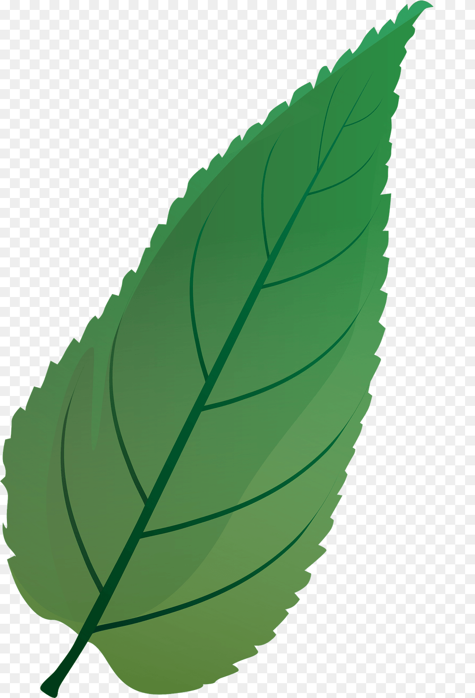 Common Hackberry Green Leaf Clipart, Plant, Herbs, Mint Free Transparent Png