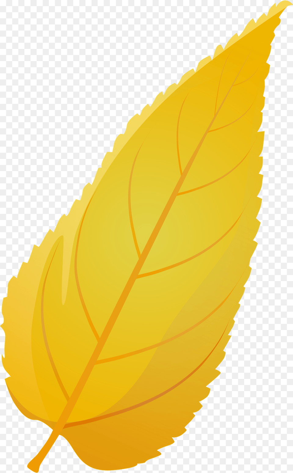 Common Hackberry Late Autumn Leaf Clipart, Plant Free Png Download