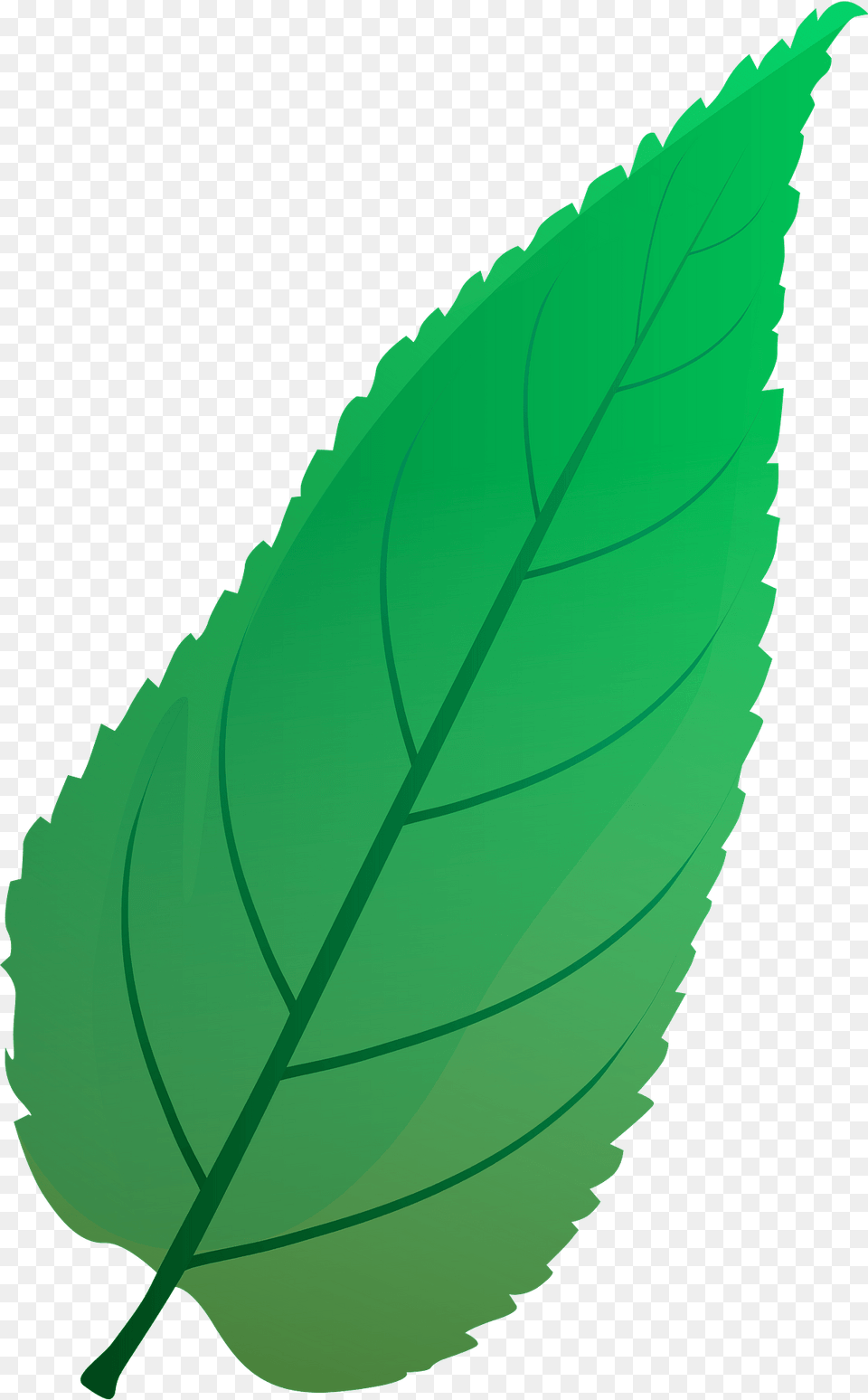 Common Hackberry Summer Leaf Clipart, Plant, Herbs, Mint, Herbal Png Image