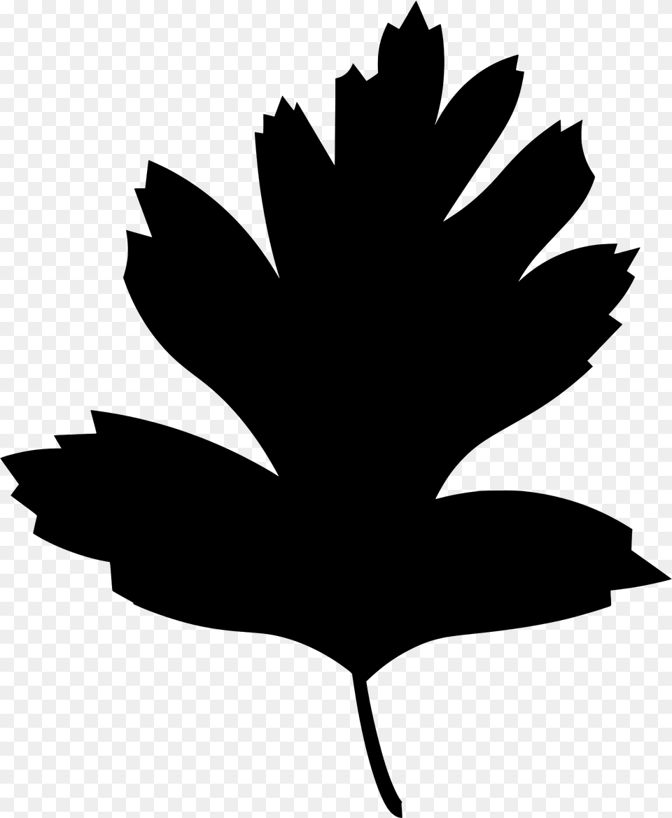Common Hawthorn Leaf Silhouette, Plant, Maple Leaf, Animal, Fish Free Png Download