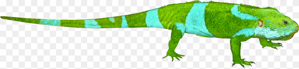 Common Iguanas, Animal, Lizard, Reptile, Gecko Free Png Download