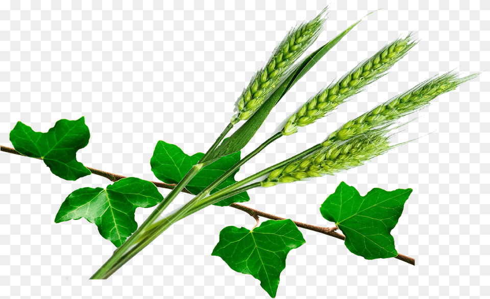 Common Ivy Pi De Bl Vert, Grass, Green, Leaf, Plant Free Png Download