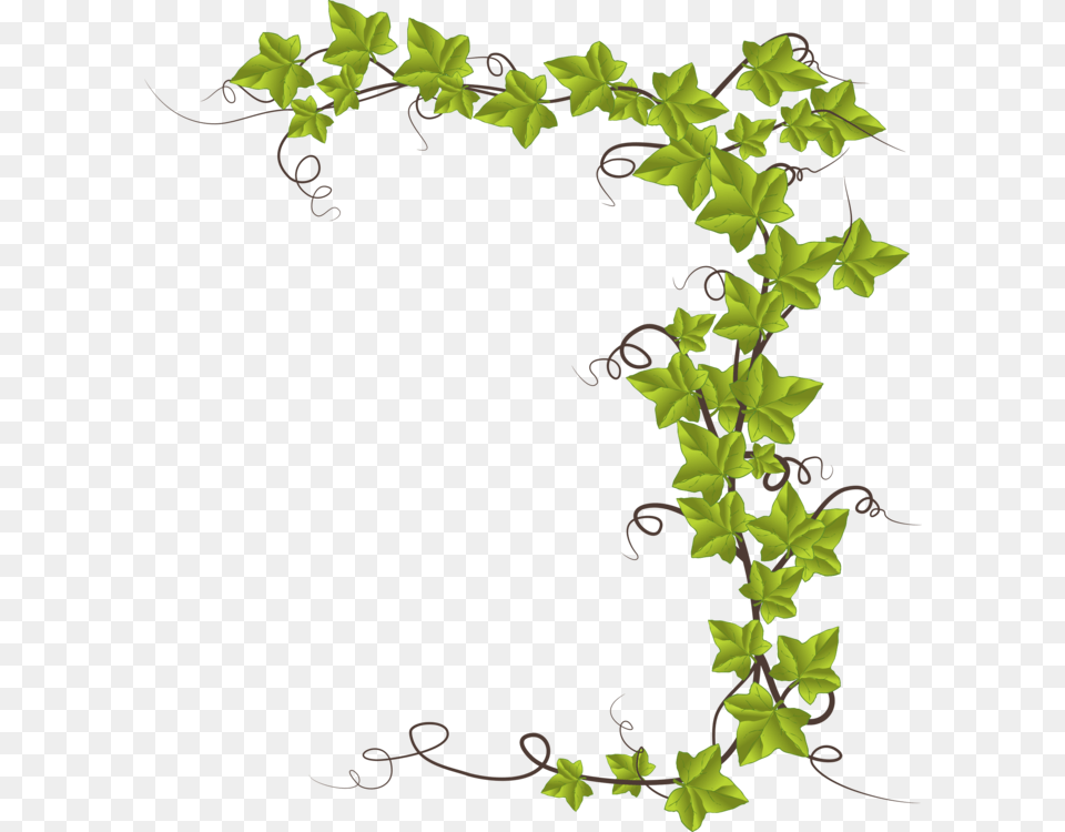 Common Ivy Hedera Canariensis Vine Plant Hedera Hibernica Free Png