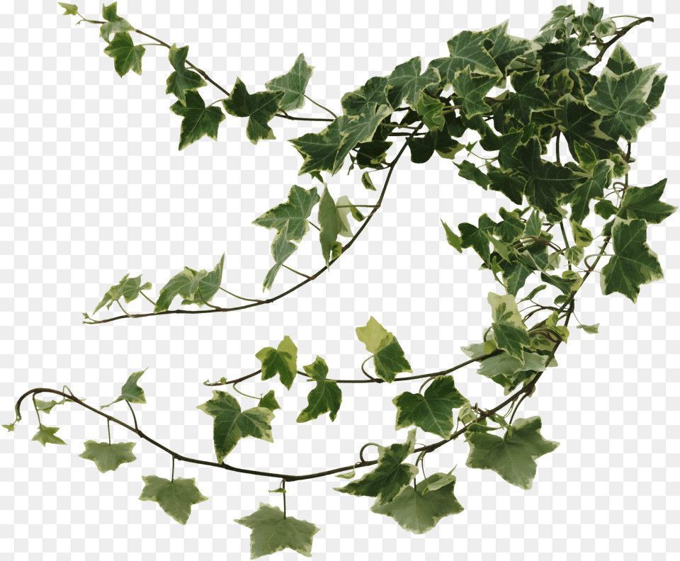 Common Ivy Houseplant Devil S Ivy Vine Ivy, Leaf, Plant Free Png