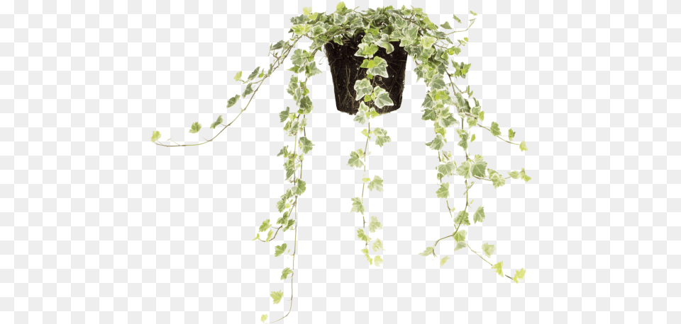 Common Ivy Illustration, Plant, Vine Free Transparent Png