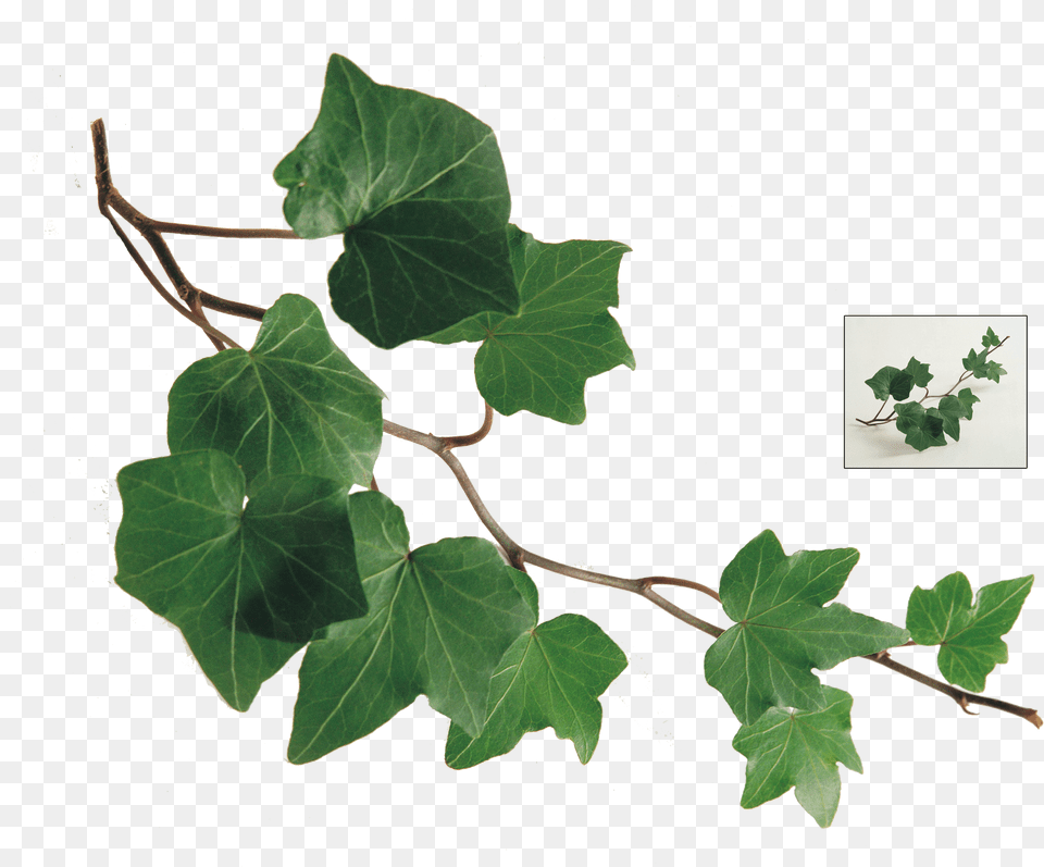 Common Ivy Leaf Plant Vine Ivy Leaves Free Png Download