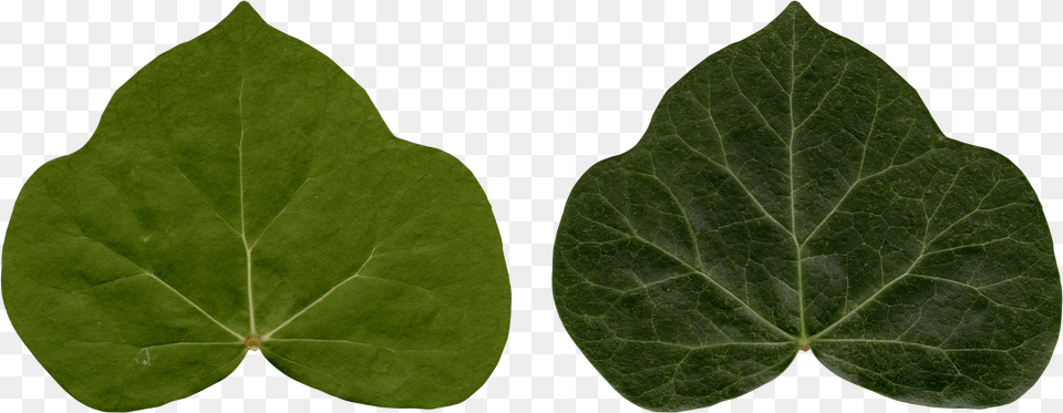 Common Ivy Leaf Poison Ivy Plant Ivy, Flower Free Png Download