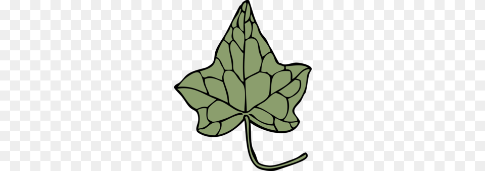 Common Ivy Maple Leaf Vine Hedera Hibernica, Plant, Maple Leaf, Animal, Fish Png Image