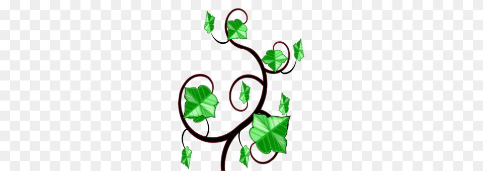 Common Ivy Maple Leaf Vine Hedera Hibernica, Art, Floral Design, Graphics, Pattern Free Png Download