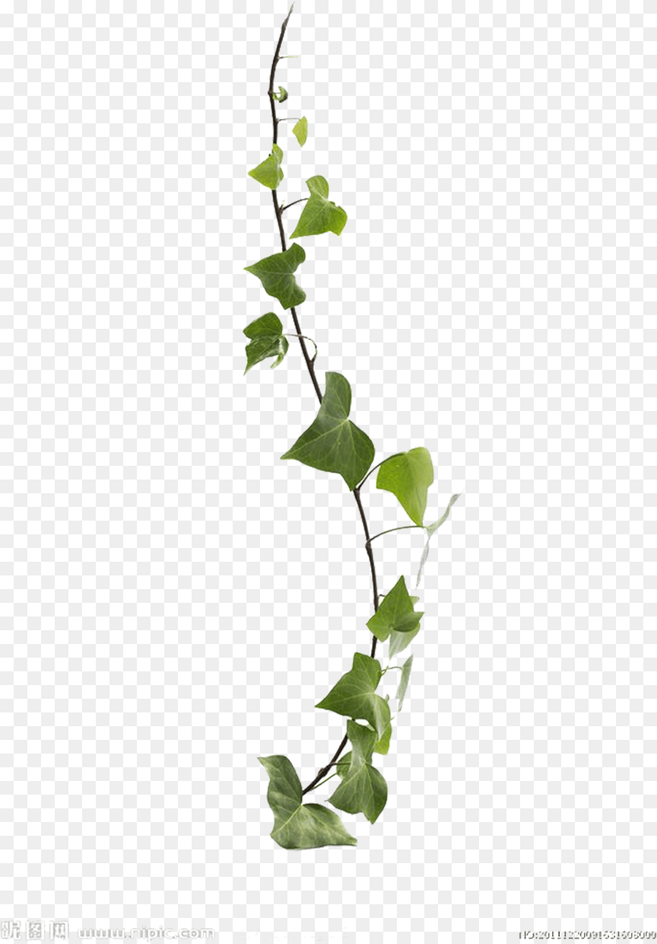 Common Ivy Virginia Creeper Vine Leaf Plant Creeper Plant Free Png