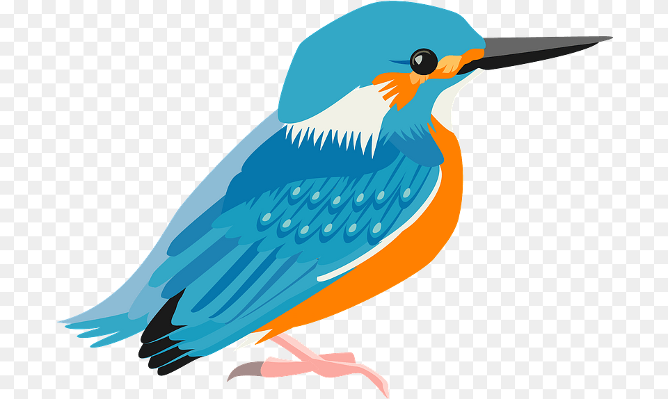 Common Kingfisher Bird Clipart Download Clipart Of A Bird, Animal, Beak, Jay, Fish Png Image