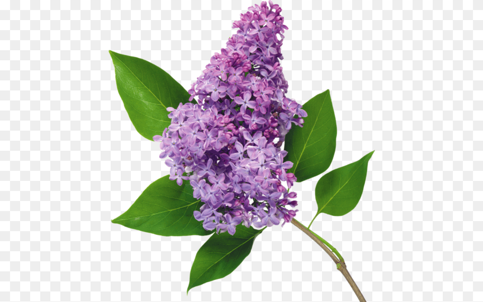 Common Lilac Flower, Plant Free Png