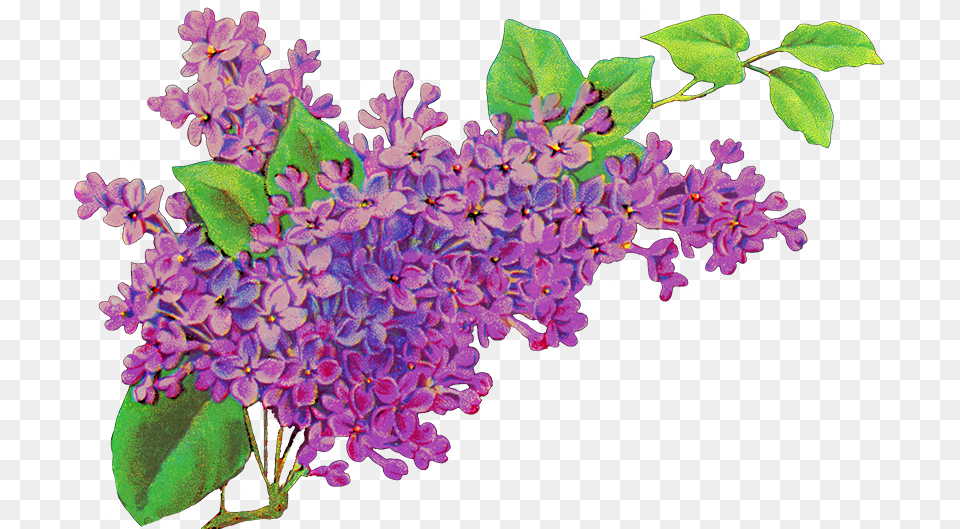 Common Lilac Flower Purple Lavender, Plant Free Transparent Png