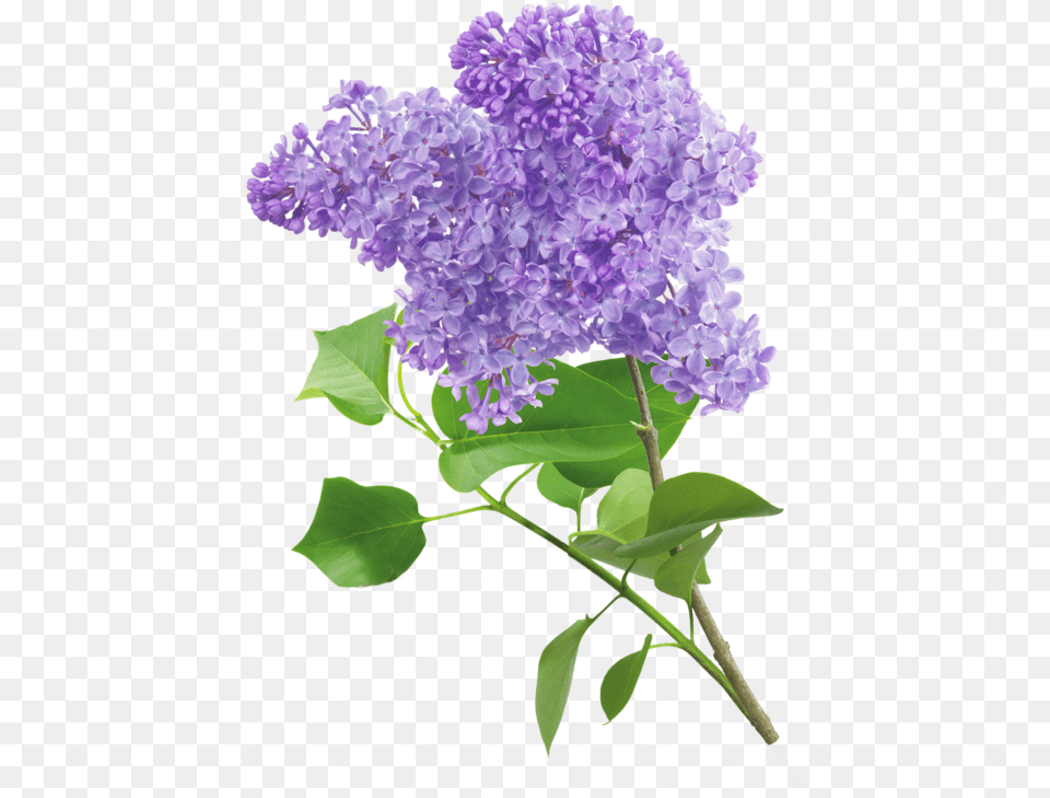 Common Lilac Transparent, Flower, Plant Free Png