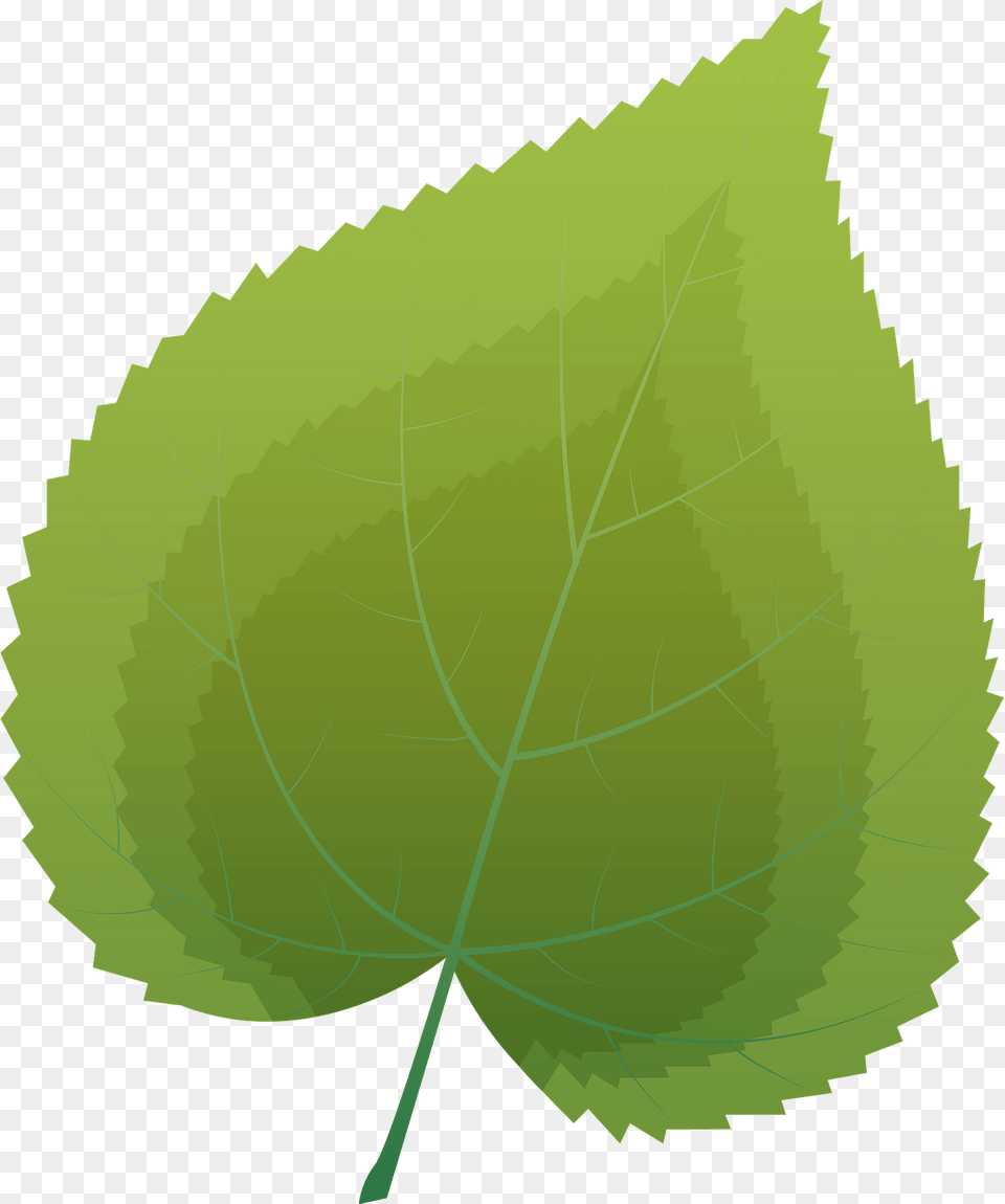 Common Lime Summer Leaf Clipart, Plant, Oak, Sycamore, Tree Free Transparent Png
