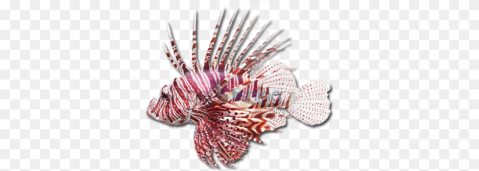 Common Lionfish Lionfish As Pets Lionfish Owners Manual Lionfish, Water, Aquatic, Sea Life, Animal Free Png Download