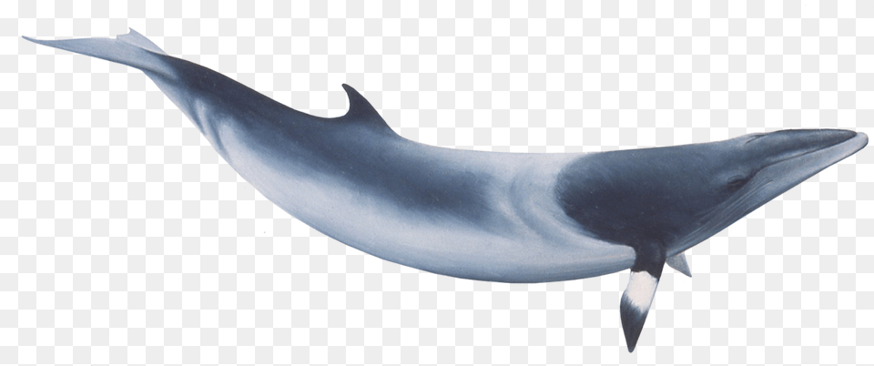 Common Minke Whale, Animal, Mammal, Sea Life, Fish Free Png
