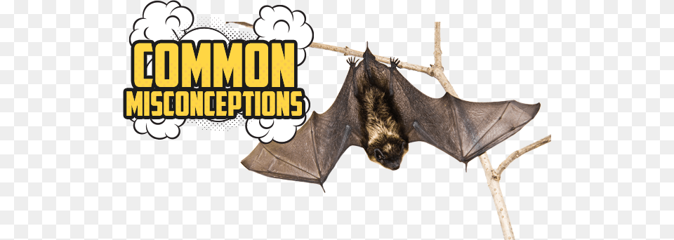 Common Misconceptions Bat Opera Fantasias From Shadowlands Vol, Animal, Mammal, Wildlife, Fish Free Png