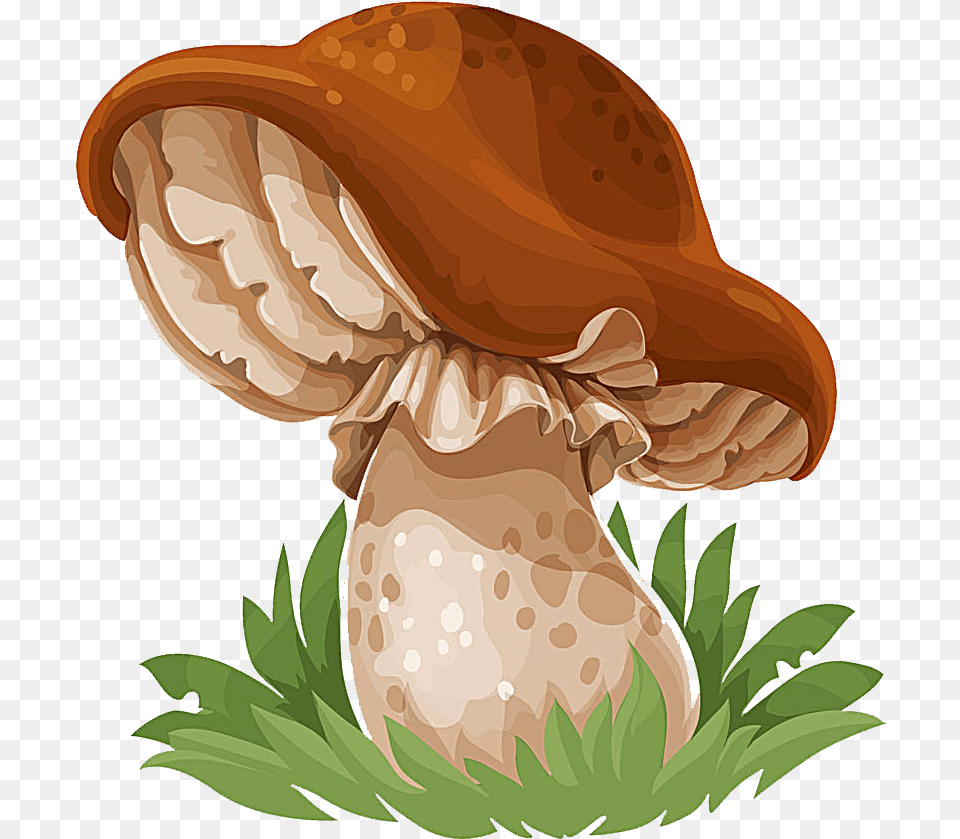 Common Mushroom Drawing Edible Mushroom Gambar Kartun Jamur Merang, Fungus, Plant, Agaric, Animal Free Transparent Png