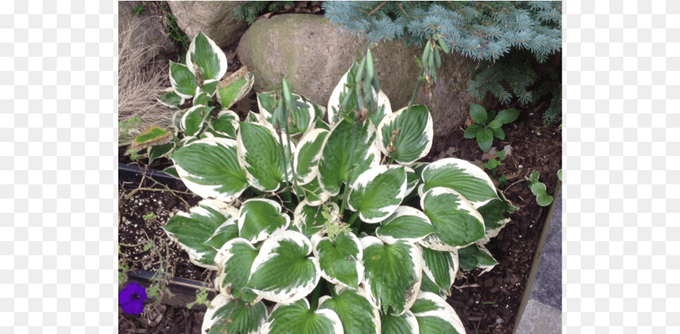 Common Name Hosta Patriot Arrowroot Family, Leaf, Plant, Potted Plant, Flower Free Transparent Png