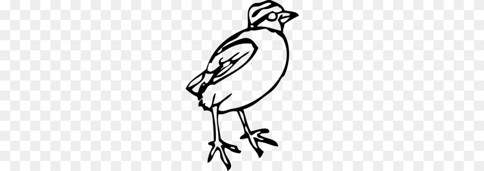 Common Nightingale Bird Drawing Maya, Gray Free Png Download