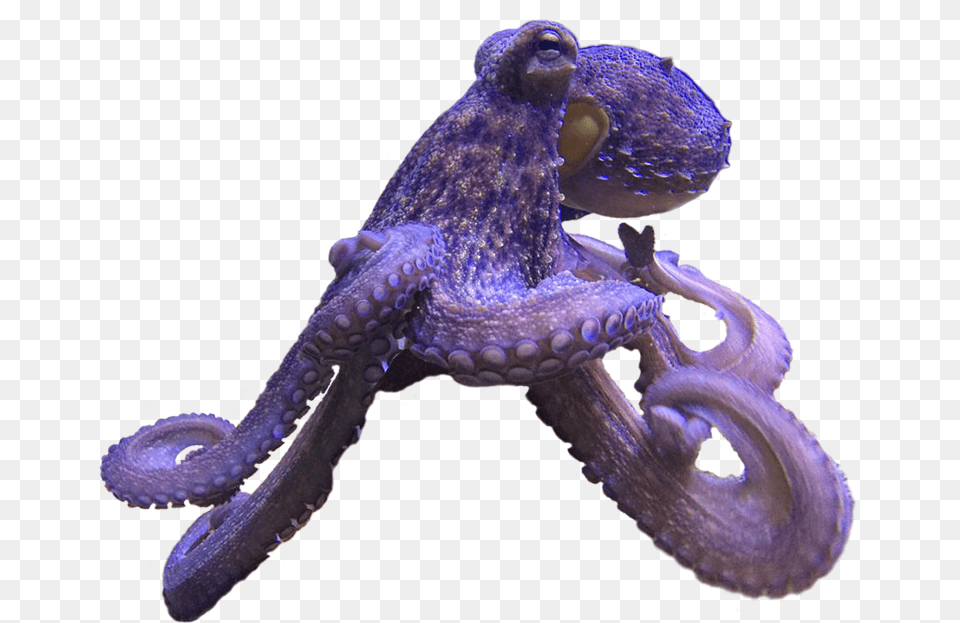 Common Octopus Octopus, Animal, Invertebrate, Sea Life, Insect Png Image