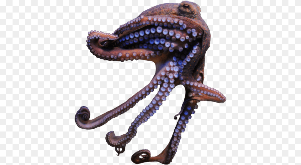 Common Octopus Transparent Octopus, Animal, Sea Life, Invertebrate, Lizard Free Png