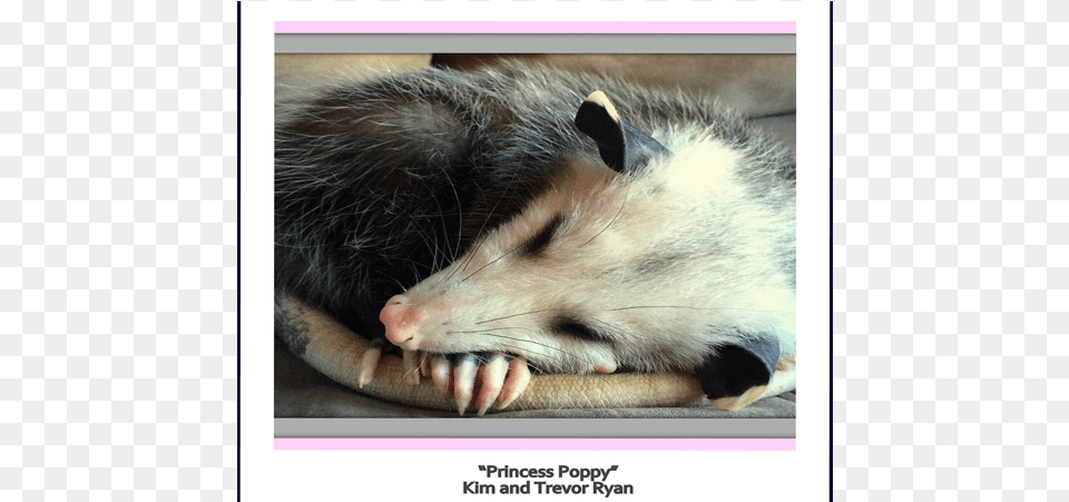 Common Opossum, Animal, Mammal, Wildlife, Cat Png