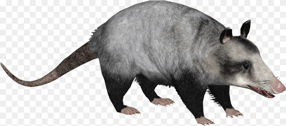 Common Opossum 4 Didelphis Marsupialis, Animal, Mammal, Wildlife, Bear Png Image