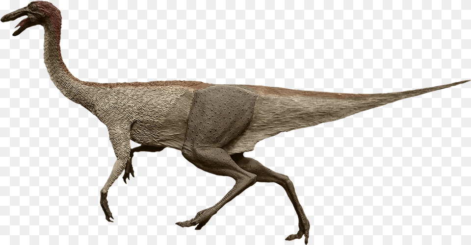 Common Ostrich, Animal, Dinosaur, Reptile, T-rex Png Image