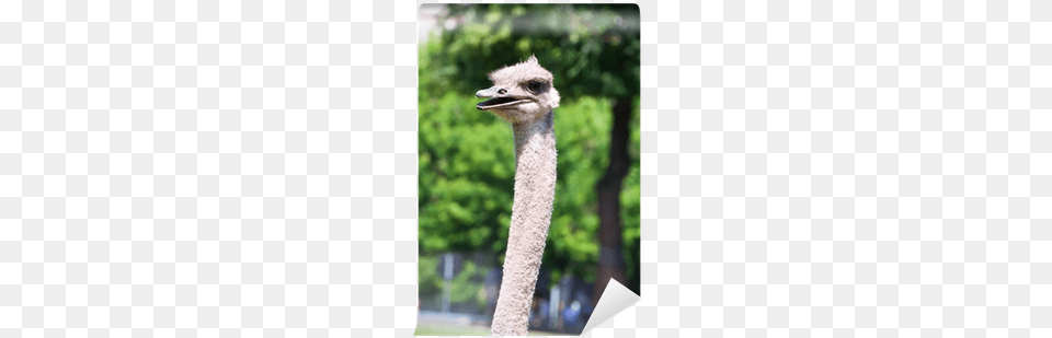 Common Ostrich, Animal, Beak, Bird Png Image