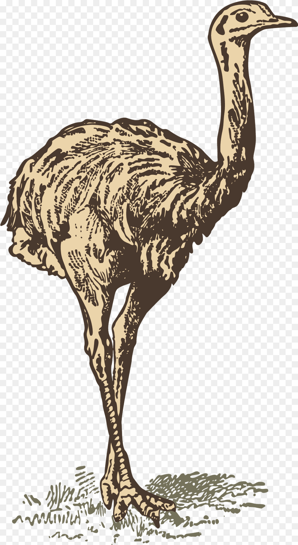 Common Ostrich Drawing Drawing Full Animal Illustrations, Bird, Emu Free Transparent Png