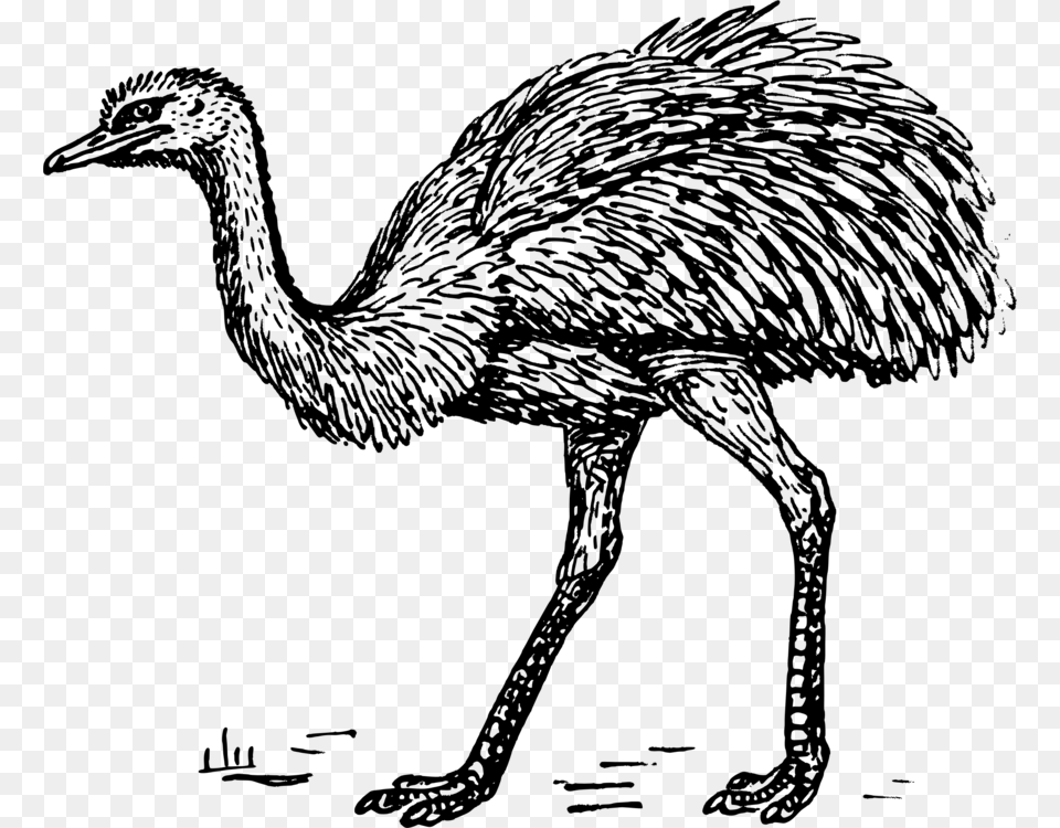 Common Ostrich Drawing Greater Rhea Emu Computer Icons Emu Picture Black And White Clip Art, Gray Png Image