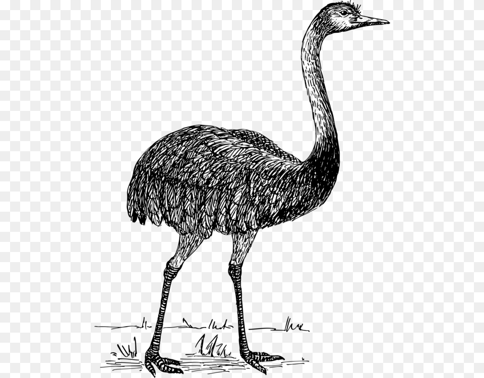 Common Ostrich Drawing Line Art Bird Emu Vector, Gray Png