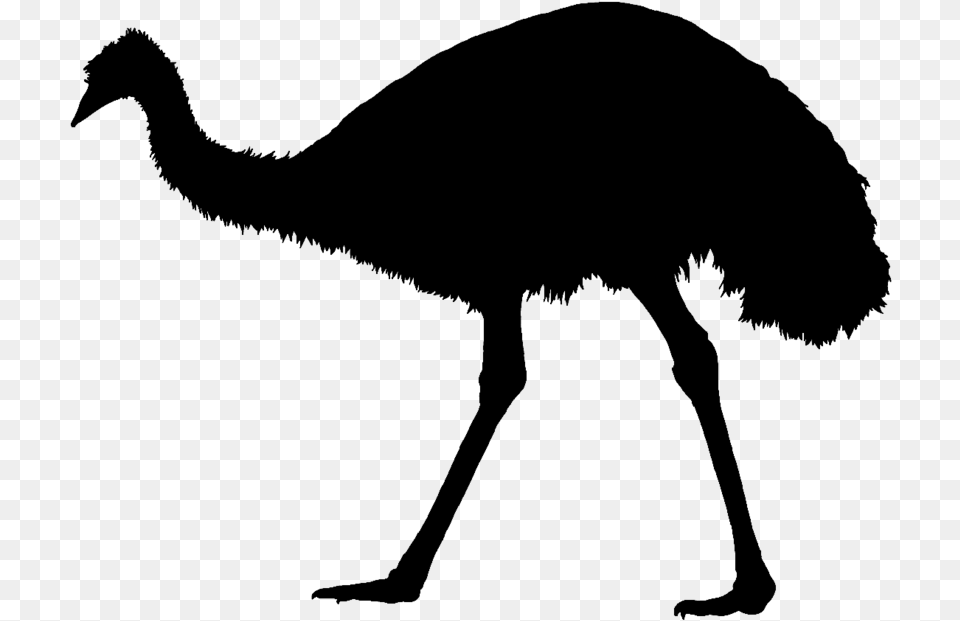 Common Ostrich Emu War Silhouette Bird Emu Silhouette, Gray Png