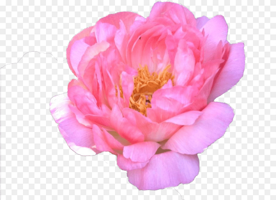 Common Peony, Rose, Flower, Plant, Petal Free Transparent Png