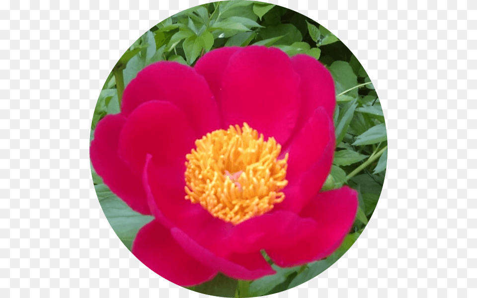 Common Peony, Anemone, Flower, Petal, Plant Free Png Download